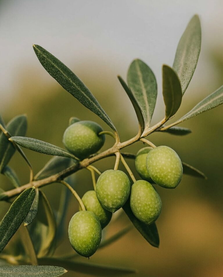 Entertainment News Greece – VOLUME 1 – ISSUE 7 – NOVEMBER 2025